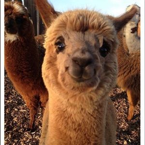 Meet your Posher, Travis